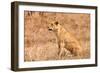 Female Lion Sitting in the Grass-Peter Wollinga-Framed Photographic Print