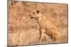 Female Lion Sitting in the Grass-Peter Wollinga-Mounted Photographic Print