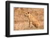 Female Lion Sitting in the Grass-Peter Wollinga-Framed Photographic Print