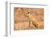 Female Lion Sitting in the Grass-Peter Wollinga-Framed Photographic Print