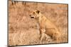 Female Lion Sitting in the Grass-Peter Wollinga-Mounted Photographic Print