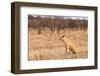 Female Lion Sitting in the Grass-Peter Wollinga-Framed Photographic Print