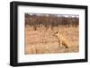 Female Lion Sitting in the Grass-Peter Wollinga-Framed Photographic Print
