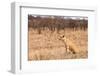 Female Lion Sitting in the Grass-Peter Wollinga-Framed Photographic Print