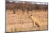 Female Lion Sitting in the Grass-Peter Wollinga-Mounted Photographic Print