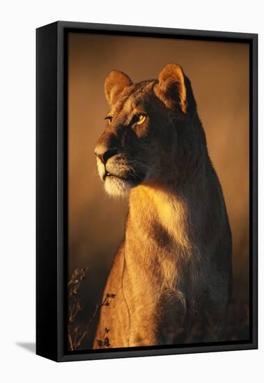 Female Lion-Paul Souders-Framed Stretched Canvas