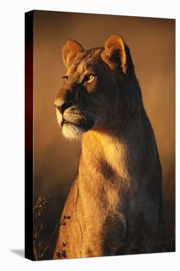 Female Lion-Paul Souders-Stretched Canvas