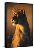 Female Lion-Paul Souders-Framed Stretched Canvas