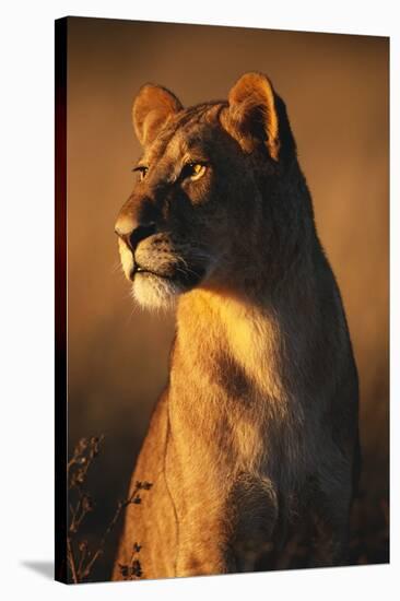 Female Lion-Paul Souders-Stretched Canvas