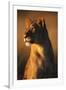 Female Lion-Paul Souders-Framed Premium Photographic Print