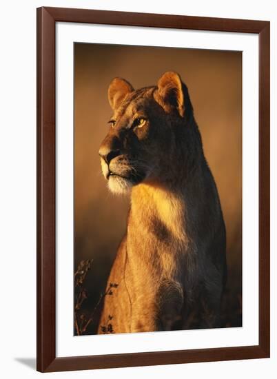 Female Lion-Paul Souders-Framed Premium Photographic Print