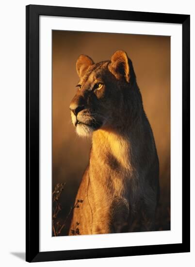 Female Lion-Paul Souders-Framed Premium Photographic Print