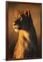 Female Lion-Paul Souders-Framed Premium Photographic Print