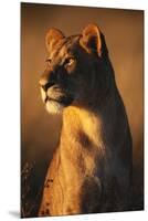 Female Lion-Paul Souders-Mounted Premium Photographic Print