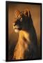 Female Lion-Paul Souders-Framed Premium Photographic Print