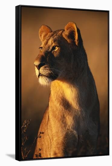 Female Lion-Paul Souders-Framed Stretched Canvas