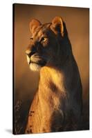 Female Lion-Paul Souders-Stretched Canvas