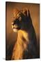 Female Lion-Paul Souders-Stretched Canvas