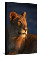 Female Lion-Paul Souders-Stretched Canvas
