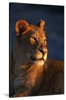 Female Lion-Paul Souders-Stretched Canvas