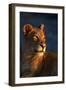 Female Lion-Paul Souders-Framed Photographic Print