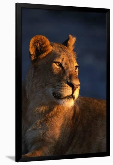 Female Lion-Paul Souders-Framed Photographic Print