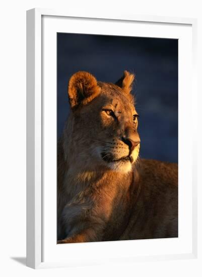 Female Lion-Paul Souders-Framed Photographic Print