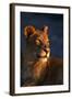 Female Lion-Paul Souders-Framed Photographic Print