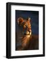 Female Lion-Paul Souders-Framed Photographic Print