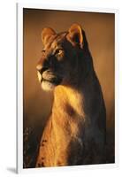 Female Lion-Paul Souders-Framed Photographic Print