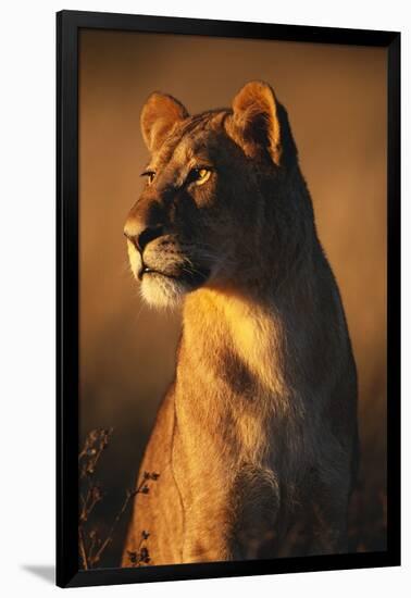 Female Lion-Paul Souders-Framed Photographic Print