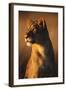 Female Lion-Paul Souders-Framed Photographic Print