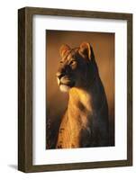 Female Lion-Paul Souders-Framed Photographic Print