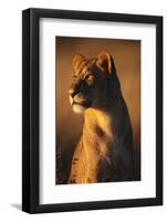 Female Lion-Paul Souders-Framed Photographic Print