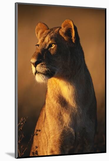 Female Lion-Paul Souders-Mounted Photographic Print