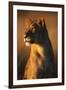 Female Lion-Paul Souders-Framed Photographic Print