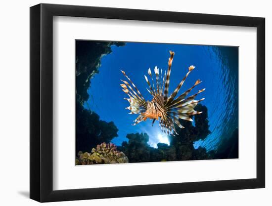 Female Lionfish (Pterois Volitans) On Coral Reef. Jackfish Alley, Ras Mohammed Marine Park, Sinai-Alex Mustard-Framed Photographic Print