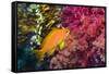 Female Lyretail Anthias-Georgette Douwma-Framed Stretched Canvas