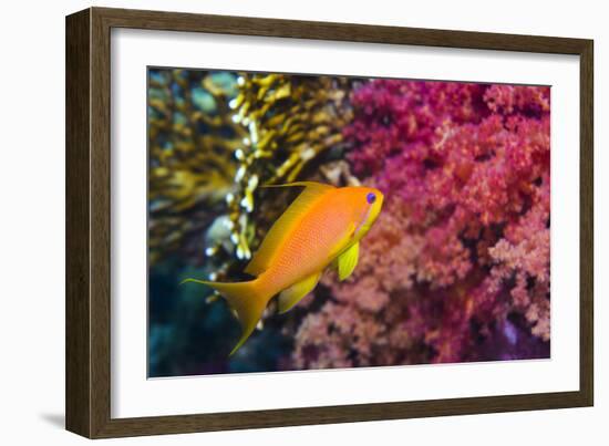 Female Lyretail Anthias-Georgette Douwma-Framed Photographic Print