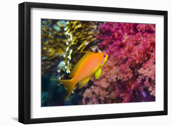 Female Lyretail Anthias-Georgette Douwma-Framed Photographic Print