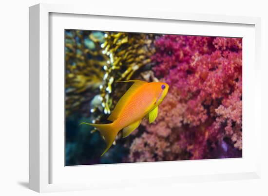 Female Lyretail Anthias-Georgette Douwma-Framed Photographic Print