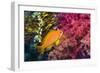 Female Lyretail Anthias-Georgette Douwma-Framed Photographic Print