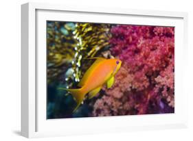 Female Lyretail Anthias-Georgette Douwma-Framed Photographic Print