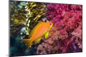 Female Lyretail Anthias-Georgette Douwma-Mounted Photographic Print