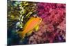 Female Lyretail Anthias-Georgette Douwma-Mounted Photographic Print