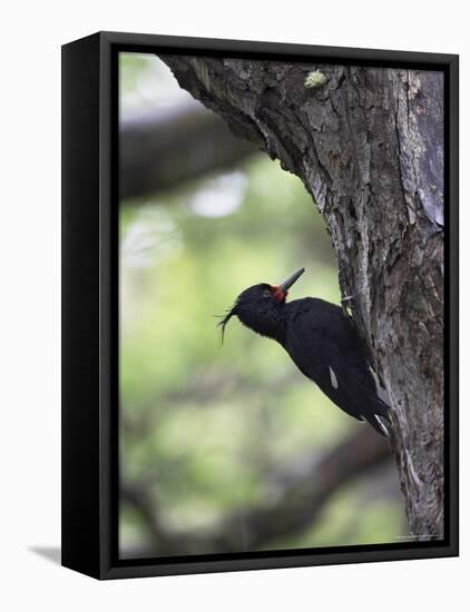 Female Magellanic Woodpecker, Torres Del Paine National Park, Patagonia, Chile, South America-James Hager-Framed Stretched Canvas