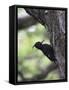 Female Magellanic Woodpecker, Torres Del Paine National Park, Patagonia, Chile, South America-James Hager-Framed Stretched Canvas