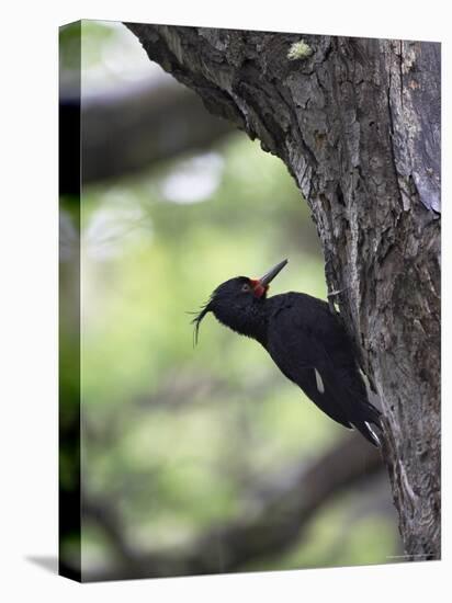 Female Magellanic Woodpecker, Torres Del Paine National Park, Patagonia, Chile, South America-James Hager-Stretched Canvas