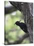 Female Magellanic Woodpecker, Torres Del Paine National Park, Patagonia, Chile, South America-James Hager-Stretched Canvas