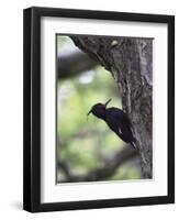 Female Magellanic Woodpecker, Torres Del Paine National Park, Patagonia, Chile, South America-James Hager-Framed Photographic Print